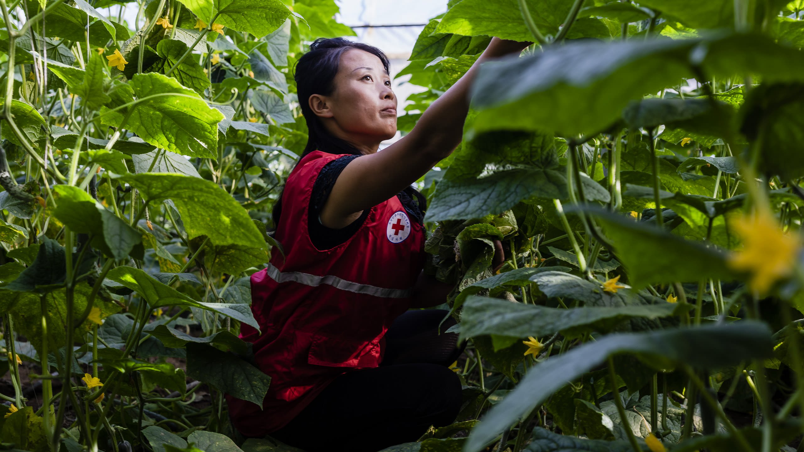 The Red Cross Red Crescent last year lobbied strongly for a green recovery from Covid. In the picture, a DPRK Red Cross volunteer tends year-round vegetables in South Hamgyong province. (Mirva Helenius/Finnish Red Cross)